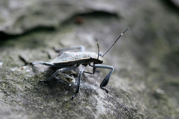 Close up shot of the Yellow spotted stink bug