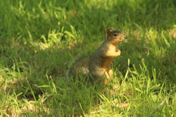 Naklejka na ściany i meble A squirrel moving swiftly across a sea of grass into the warm embrace of a blissful home.