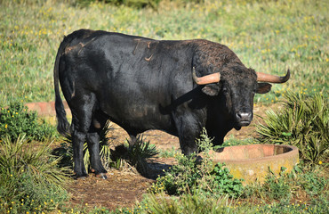 toro español en el campo 