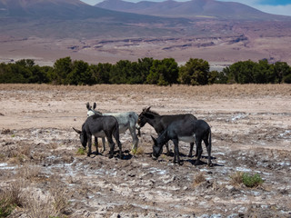 Precious rocks found in the surroundings of San Pedro de Atacama