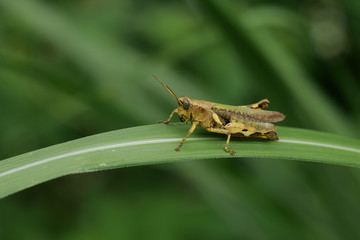 Close up shot of a grasshopper