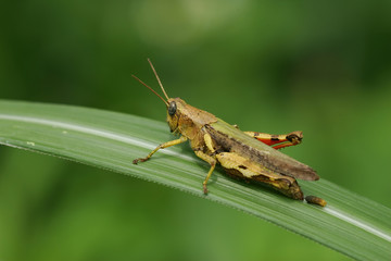 Close up shot of a grasshopper