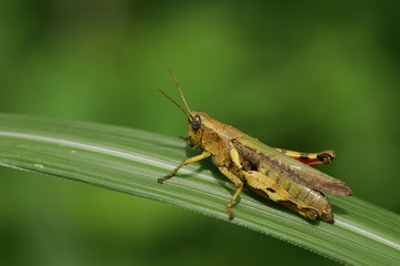 Close up shot of a grasshopper