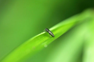 Close up shot of a Phaenops