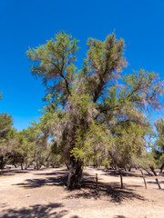 Fototapeta premium Mini forests fed by groundwater in the surroundings of San Pedro de Atacama