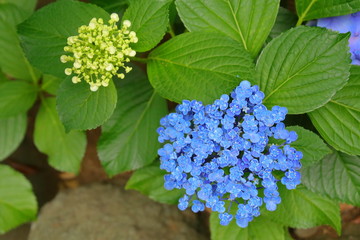 紫陽花