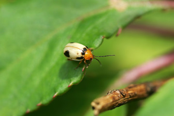 Close up shot of a Monolepta