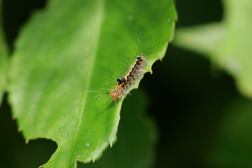 Close up shot of the Caterpillar of Dark Dagger