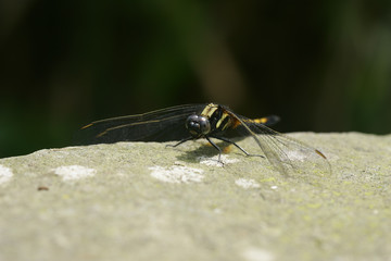 Close up shot of a Orthetrum luzonicum
