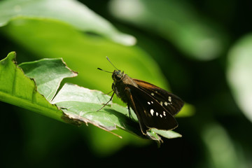 Close up shot of a Pelopidas mathias butterfly