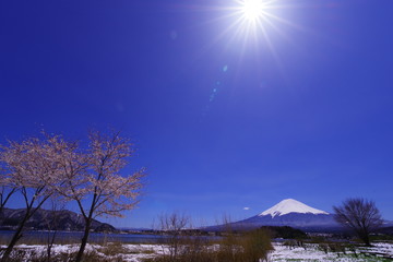 
 河口湖畔から望む富士山と青い空と桜 