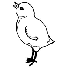 Chicken doodle style, simple vector illustration, for design, linear black pattern, isolate on a white background, easter drawing