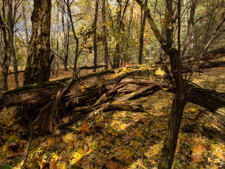 Kindergarten surroundings taken by nature in Chernobyl Exclusion Zone, Chernobyl Exclusion Zone, Ukraine