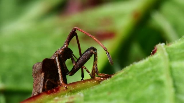Dock Bug in his environment. His Latin name is Coreus marginatus.