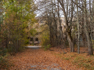 Abandoned building. Previous roads and alleys are taken by trees and bushes. Ghost town of Pripyat, Chernobyl Exclusion Zone. Ukraine.