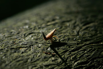 Close up shot of a Dictyophara