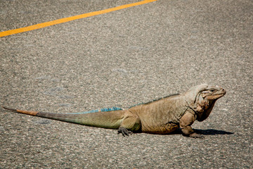 Big lizard Iguana reptile crossing  asphalt street 