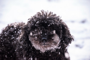 CACHORRA NEGRA EN LA NIEVE