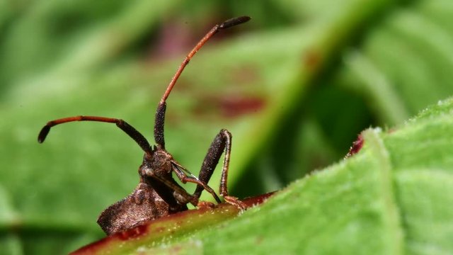 Dock Bug in his environment. His Latin name is Coreus marginatus.