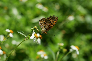 Close up shot of a Polygonia c-aureum butterfly