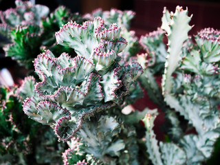 Close up, Euphorbia​ lactea​ cristata tree,Crested Euphorbia,Mother's tree,desert plant.