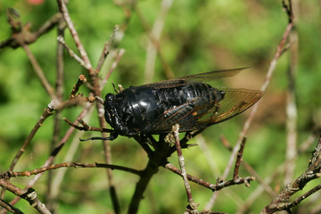 Close up shot of a Cryptotympana