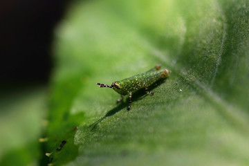 Close up shot of grasshopper