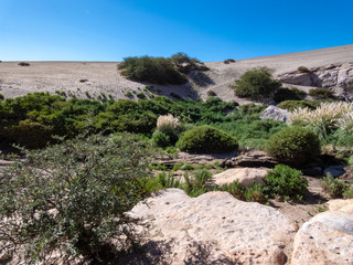 Mini forests fed by groundwater in the surroundings of San Pedro de Atacama