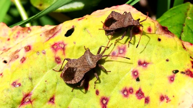 Dock Bug in his environment. His Latin name is Coreus marginatus.