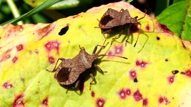Dock Bug in his environment. His Latin name is Coreus marginatus.