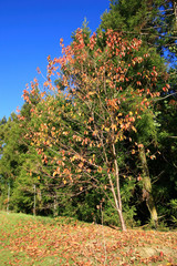 Sunny view of a tree in fall color