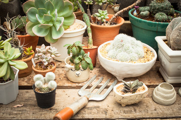 Cactus pot decorate in the garden / cactus market or cactus farm.