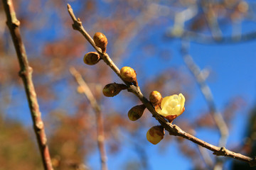 Close up shot of the beautiful Chimonanthus praecox blossom