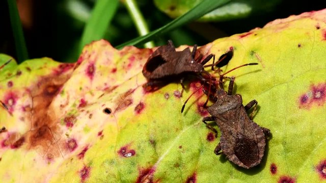 Dock Bug in his environment. His Latin name is Coreus marginatus.