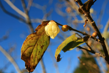 Close up shot of the beautiful Chimonanthus praecox blossom