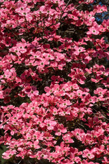 Flowering pink dogwood on a sunny day as a nature background
