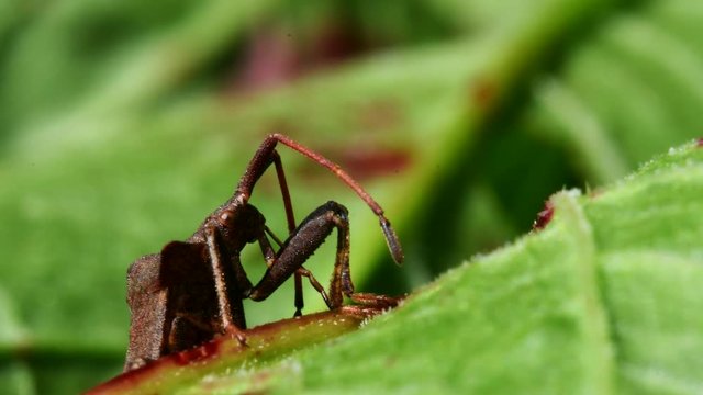 Dock Bug in his environment. His Latin name is Coreus marginatus.