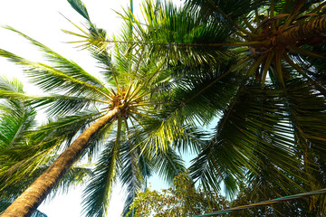 Palm trees