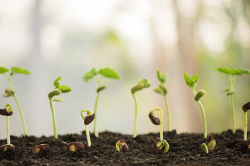 plant growing in morning light green nature bokeh background, new life, business financial progress cultivation. agriculture, horticulture. plant growth evolution from seed to sapling, ecology concept