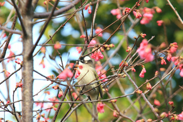 Close up shot of Prunus serrulata blossom with a Pycnonotus sinensis
