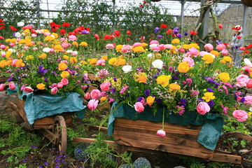 Many colorful Ranunculus asiaticus blossom in a garden