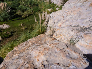 Mini forests fed by groundwater in the surroundings of San Pedro de Atacama