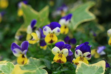 Close up shot of Pansy blossom