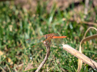 Wild animals in the surroundings of San Pedro de Atacama