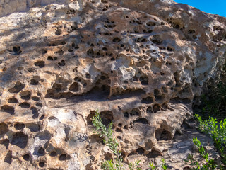 Mini forests fed by groundwater in the surroundings of San Pedro de Atacama