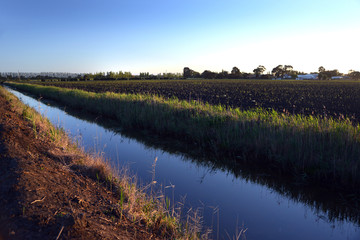 asparagus farming in South East Victoria Australia.