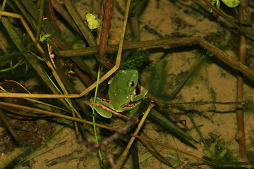 Night view of the cute Schlegel's tree frog