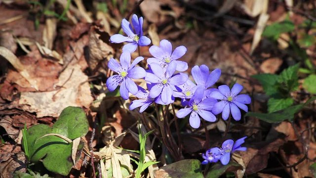 Beautiful Spring Flowers Hepatica nobilis 