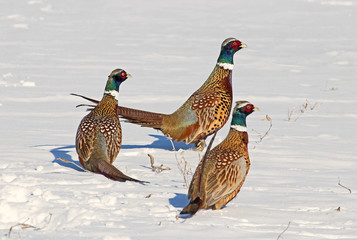 Pheasant Trio
