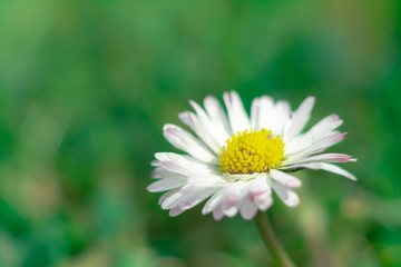 Kwiat rumianku na zielonym tle trawy